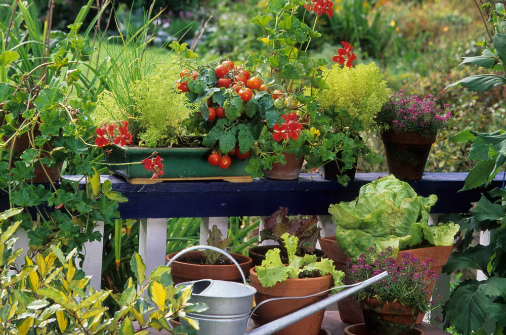 Small edible garden setup at home